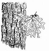 Oak Drawing Tree Line Bark Selecting Basketry Getdrawings Paintingvalley sketch template