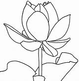 Lotus Coloring Pages Printable Flower Kids sketch template
