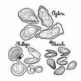 Oysters Oyster Coloring Vector Scallop Mussels Drawing Graphic Shellfish Ocean Scallops Pages Sea Mussel Seafood Book Stock Line Illustrations Drawings sketch template