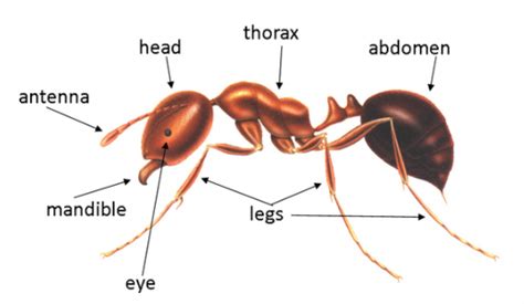 ants aps library pathfinder