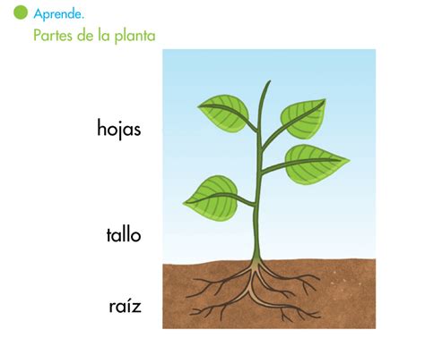 Dibujo De La Planta Y Sus Partes Las Plantas Y Sus Pa