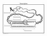 Replication Protein Transcription Synthesis Dna sketch template