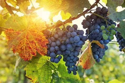 winemaking  part  science  growing grapes winetraveler