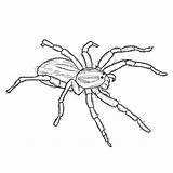 Spider Spinne Spinnen Ausmalbilder Ausmalbild Redback Spiders Kostenlos Designlooter Wolfspin sketch template