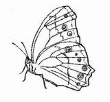 Colorat Desene Fluture Planse Fluturi Desenat Fluturasi Insecte Animale Analytics Mancare Trafic sketch template