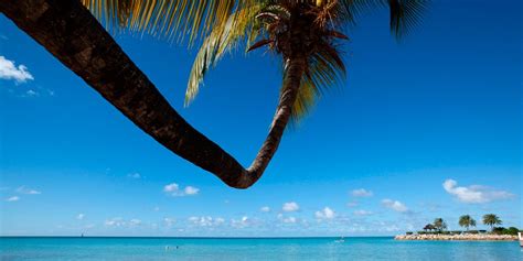 the hugo tree at blue waters resort antigua honeymoon antigua caribbean vacations