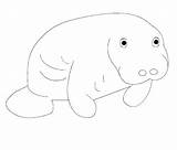 Coloring Dugong Pages Getdrawings Manatee sketch template
