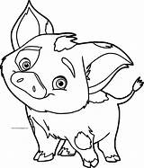 Pig Moana Pua Colorear Olphreunion sketch template