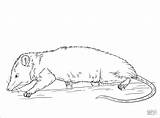 Opossum Opossums Rat Mole Kangaroo Ausmalbild Designlooter Coloringbay Coloriages Printmania sketch template