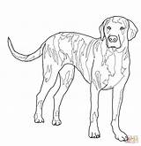 Coloring Mastiff Pages English Doberman Dog Labrador Lab Color Printable Getdrawings Drawing Getcolorings Retriever sketch template