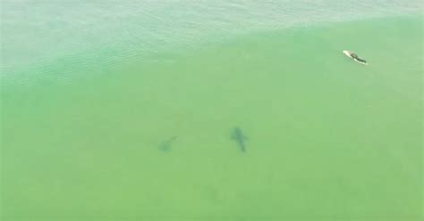 drone footage shows sharks swimming  surfers