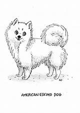 Eskimo American Dog Drawing Drawings Animal Puppies Nz Myshopify sketch template
