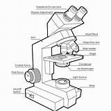 Microscope Answer Worksheet Drawing Coloring Template sketch template