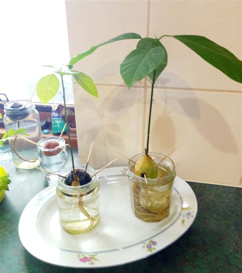 How To Grow An Avocado Seed Step By Step Guide