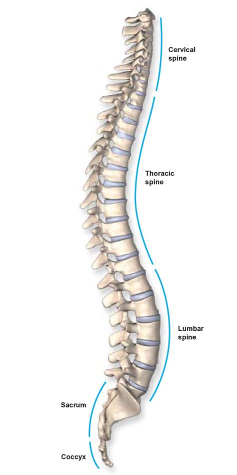 anatomy  spine