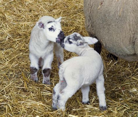 spring lambs born  ness heath news university  liverpool