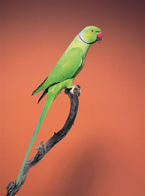 indian ringneck parakeet animal pest alert agriculture  food