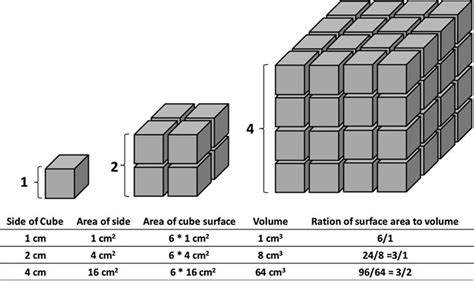 surface area  volume ratio   cube  smaller