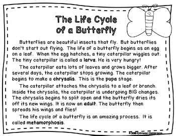 butterfly life cycle diagram  worksheets life   butterfly