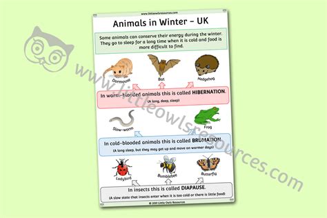 animals  winter uk hibernation poster printable early yearsey