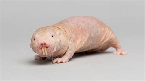 meal of poo makes naked mole rats motherly research highlights