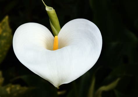 images nature blossom white leaf flower petal heart green botany yellow flora