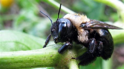 big bees  applied ecology nc state university