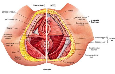 Female Pelvis Anatomy Superficial View And Deep View