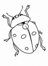Beetle Coloring Pages Bug sketch template