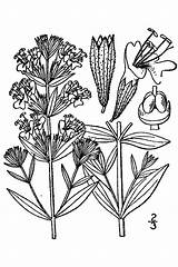 Hyssopus Hyssop 1913 Illustrated Britton Flora Northern Vol Canada States Brown Officinalis sketch template