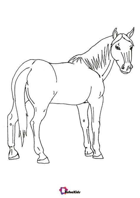 horse animal coloring page bubakidscom