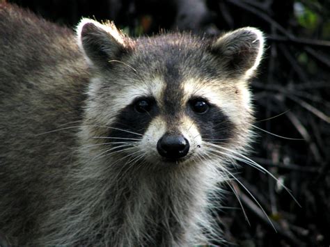 raccoon animal voices