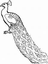 Peacock Coloring Pages Kids Drawing Line Colouring Outline Clipart Congo Peafowl Color Cartoon Printable Simple Cliparts Painting Lovely Birds Clip sketch template