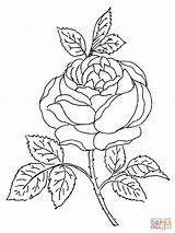 Rose Coloring Blossom Pages Roses Drawing Printable Tattoo Bush Color Flower Colouring sketch template