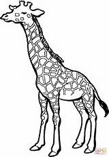 Giraffe Giraffa Disegnare Stampare sketch template