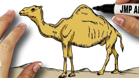 draw  camel youtube