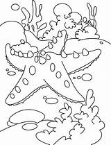 Reef Starfish Estrela Corals Tudodesenhos Kidsplaycolor Coloringtop Preschool sketch template