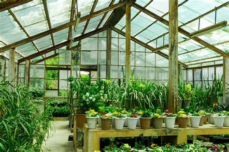 growing plants   greenhouse suitable plants  greenhouse gardening