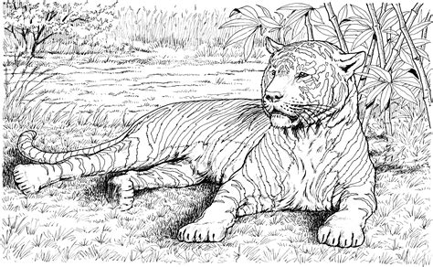 tiger  animals  printable coloring pages