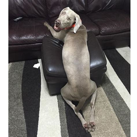 Your Weekly Dingus Meet Wheeler The Weimaraner Who Is Afraid Of His