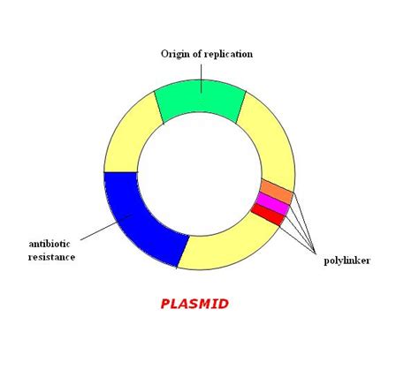 plasmid  bacteria science solve