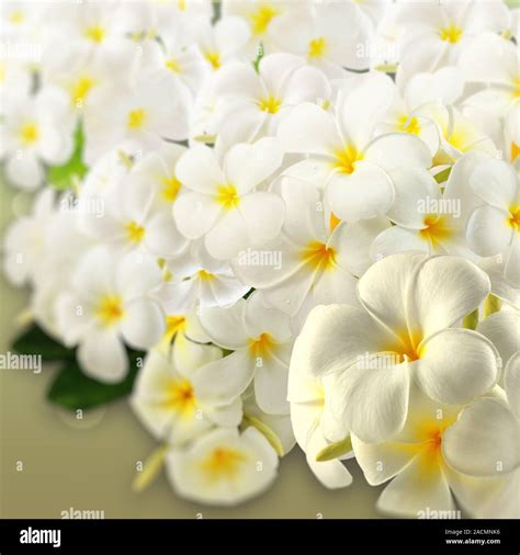 frangipani spa flowersplumeria stock photo alamy