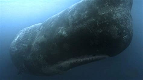 La Verdadera Historia De Moby Dick ¿puede Una Ballena Atacar A Un