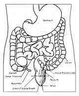 Digestive System Coloring Pages Getcolorings Color sketch template