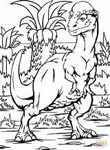Pachycephalosaurus Coloring Dinosaurs Pages Drawing Printable Supercoloring Categories sketch template