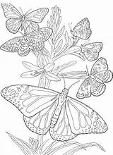 Coloring Getdrawings Monarch sketch template