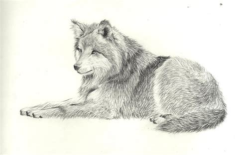 wolf drawing  bilal raza fine art america