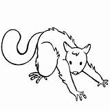 Possum Coloring Pages Colouring Streching Doing Draw Printable Drawing Luna Color Comments Coloringhome Getdrawings sketch template