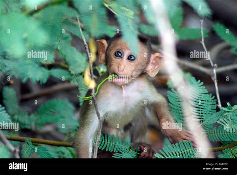 small monkey eating plant baby rhesus macaque young monkey kid  wildlife india stock photo alamy