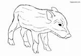 Wildschwein Frischling Schwein Ausmalbild Ausmalbilder Malvorlage Ferkel Bauernhof sketch template